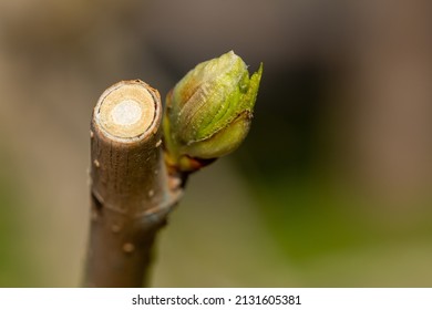 Macro Bud Background Photo. Bud In Selective Focus. Spring, Renewal, Revival Concept.