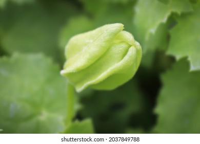 Gloxinia の画像 写真素材 ベクター画像 Shutterstock