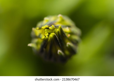 A macro of a budding flower
