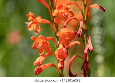 Macro Of A Bugle Lily - 
Watsonia Pillansii