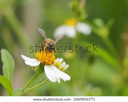 macro bugs in a selective focus 