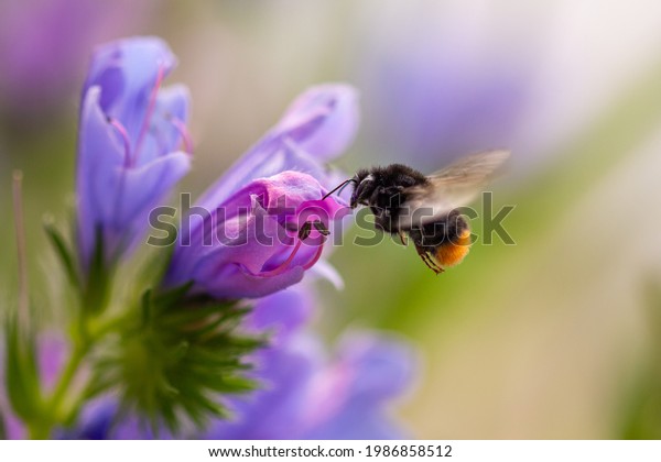 Macro of a bumble bee collecting pollen on a\
Paterson\'s curse (echium plantagineum) blossom with blurred\
background; pesticide free environmental protection save the bees\
biodiversity concept;