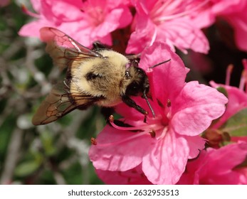Macro of a bumble bee in small pink azalea flowers in May with a blurred black and green background