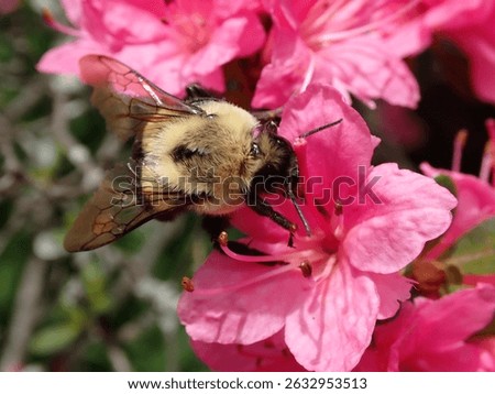 Macro of a bumble bee in small pink azalea flowers in May with a blurred black and green background