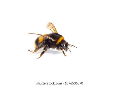 macro of a Bumblebee (Bombus) isolated on white - Shutterstock ID 1076536370
