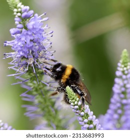 macro of a bumblebee getting pollen from a purple flower - Powered by Shutterstock