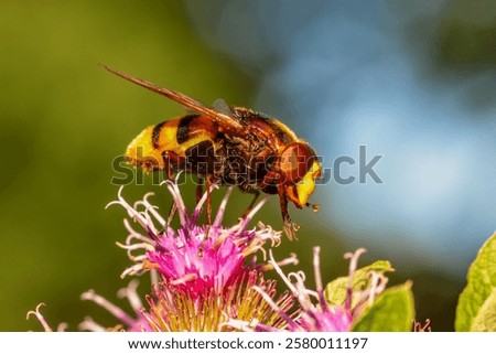 A macro of a bumblebee perched on a thistle