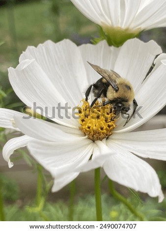 macro of bumblebee pollinating cosmo in backyard garden