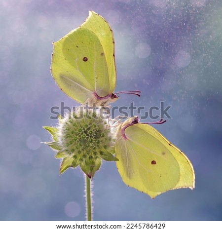 Macro butterflies Gonepteryx rhamni on the flower. 