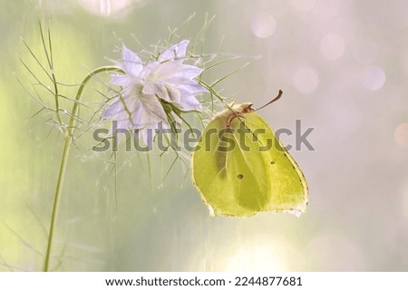 Macro butterfly Gonepteryx rhamni on the Nigella damascena flower 