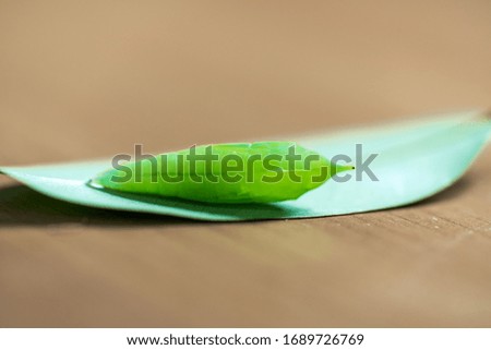 macro of butterfly pupa on leaf.selective focus