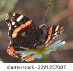Macro of a Butterfly Vanessa atalanta (red Admiral)