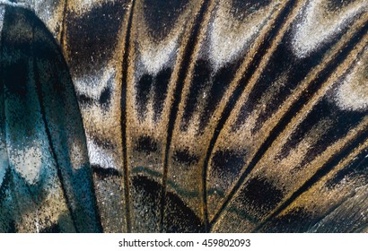 Macro Butterfly Wing Background, Clipper (Parthenos Sylvia Apicalis)