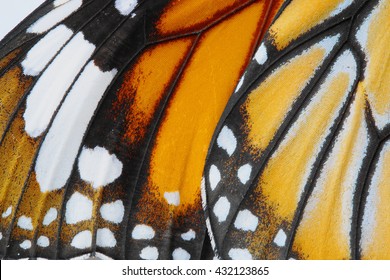 Macro Butterfly Wing Background,  Danaus Chrysippus