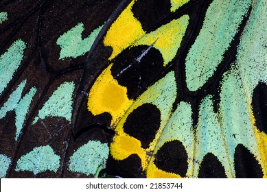 Macro Butterfly Wing Male Cairns Birdwing Butterfly