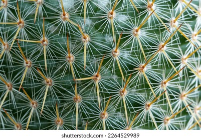 Macro cactus thorns,Close-up of thorns on cactus, background cactus with spines - Shutterstock ID 2264529989