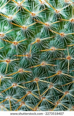 Macro cactus thorns,Close-up of thorns on cactus, background cactus with spines 