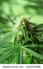 Macro of Cannabis Buds or Hemp Flowers on Medical Marijuana Plant 1 Month Into Flowering Stage