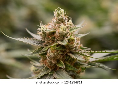 Macro Cannabis Flower