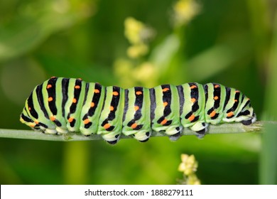 Macro of Caterpillar of Papilio Machaon swallowtail caterpillar feeding on Fennel branches. details in nature.
