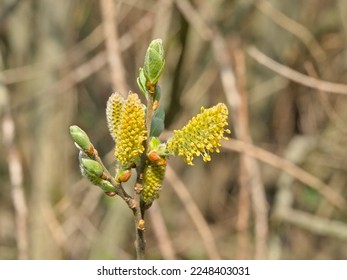 Macro of  catkins and sprouting leafs of a common sallow tree, selective focus - Salix cinerea - Shutterstock ID 2248403031