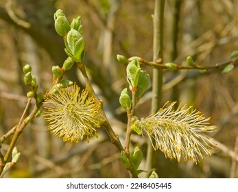 Macro of  catkins and sprouting leafs of a common sallow tree, selective focus - Salix cinerea - Shutterstock ID 2248405445