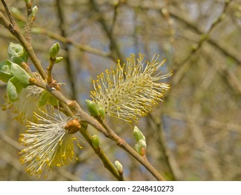 Macro of  catkins and sprouting leafs of a common sallow tree, selective focus - Salix cinerea - Shutterstock ID 2248410273