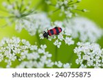 Macro of checkered beetles(Trichodes apiarius) resting on white umbrellate inflorescence on meadow 