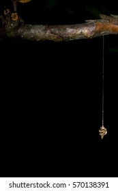 macro Chrysalis