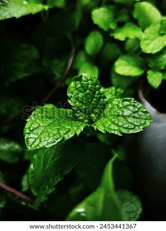 Macro Click of Mint Leaves