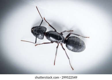 macro close up ant black