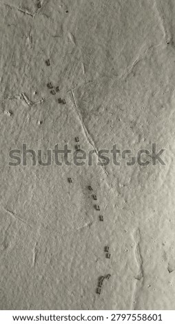 Macro Close Up of Ants Crawling on House Wall Surface in Natural Daylight