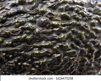 Macro close up of avocado skin showing the brown and green surface texture of the fruit. Fresh ripe avocado with smooth wavy surface that looks like a virus. - Powered by Shutterstock - Get 15% off with code: PIKWIZARD15
