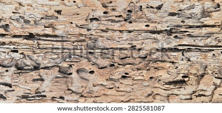 Macro close up background texture of worm-eaten wood with pest insect galleries and holes
