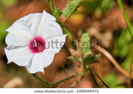 Macro Close Up of Beautiful Texas Bindweed (Convolvulus equitans) Flower.