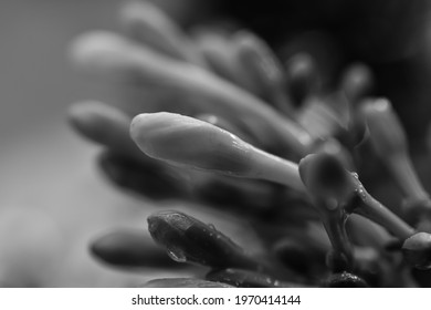 Papaya Black And White Images Stock Photos Vectors Shutterstock