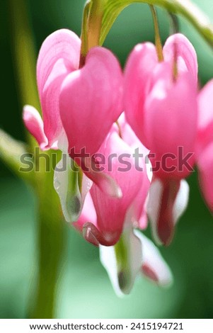 Macro close up bleeding heart hearts perennial garden plant. Delicate beautiful pink white. Water droplet droplets morning dew. Spring springtime. Unrequited love loss sadness sorrow. Concept. Bokeh.