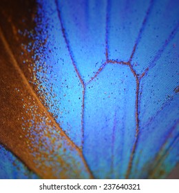 Macro Close Up Of Blue Butterfly Wing