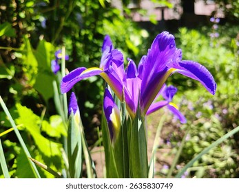 Macro Close Up of Blue Flag Iris – Stunning Purple Flower with Vibrant Yellow Details in Fine Detail Photography
