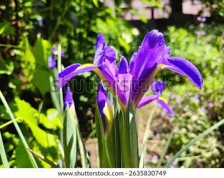 Macro Close Up of Blue Flag Iris – Stunning Purple Flower with Vibrant Yellow Details in Fine Detail Photography