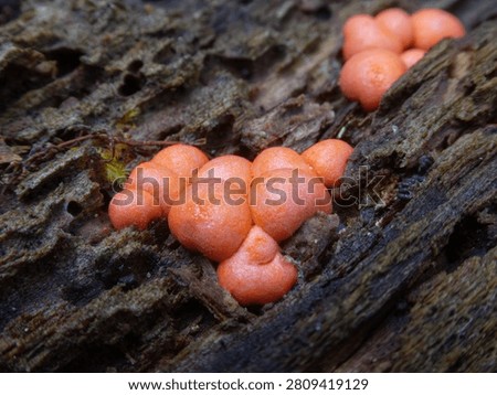 Macro close up of bright orange wolfs milk slime mold on textured decaying wood. Natural light photography showcases organic details and vibrant colors in a forest setting without any people.