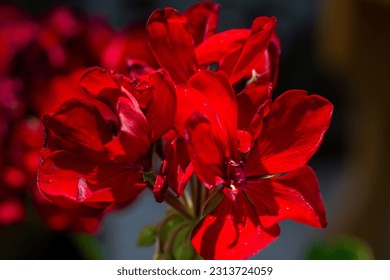 Macro close up of bright red geranium flowers. Summer colour. Creamy bokeh. Background image.
