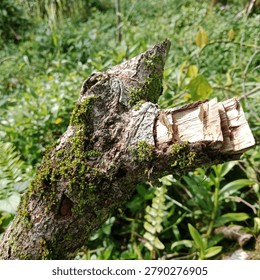 Macro close up of broken tree branch covered in green moss with blurred green foliage background. Natural decay and growth concept, weathered wood with moss and lichen. Forest environment, ecology, nature texture with copy space.
