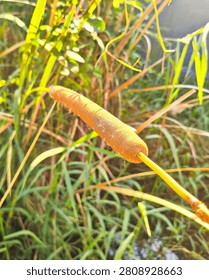 Macro close up of a brown cattail or typha plant growing in the morning sunlight