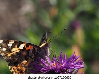 Macro close up of a butterfly