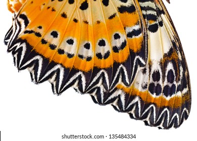 Macro Close Up Of Butterfly Wing