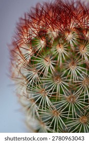 Macro close up of cactus spines with sharp geometric patterns and natural desert textures. Botanical abstract background with dramatic detail and contrast.