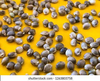 Macro Close Up of Cannabis Hemp Seeds on a yellow background