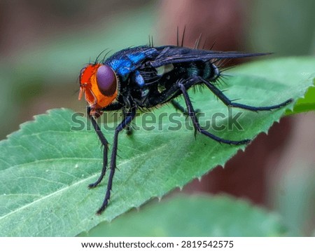 Macro close up of Chrysomya megacephala oriental latrine fly, metallic blue bottle fly on foliage.