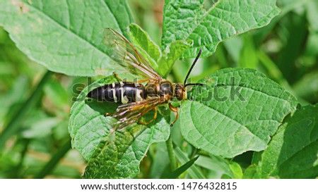 Macro close up of Cicada killer wasp perched near its nest.
